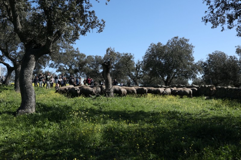 全球知名米其林星厨共赴西班牙 深度体验伊比利亚火腿的前世今生(图7) 全球知名米其林星厨共赴西班牙 深度体验伊比利亚火腿的前世今生(图7)